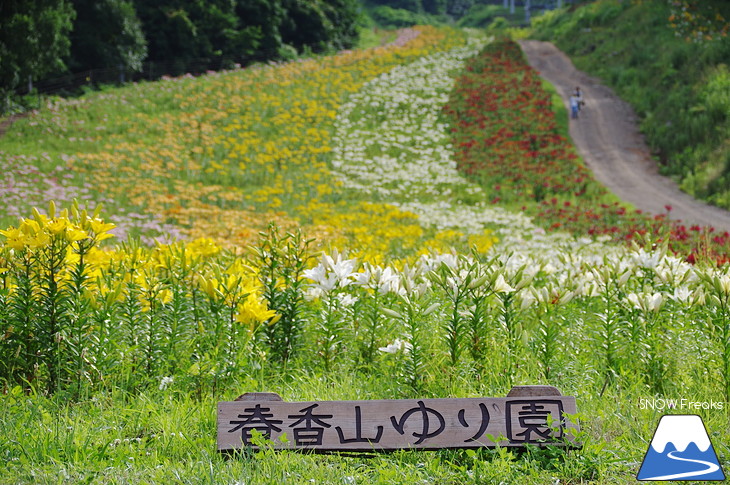 オーンズ春香山ゆり園 今年も綺麗な『ゆり』のシーズン到来♪